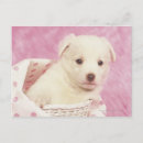 Suche nach taille postkarten Tier