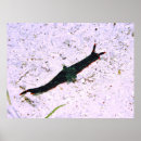 Suche nach zweige poster Fotografie