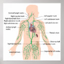 Suche nach drüse poster Anatomie