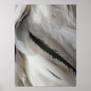 Suche nach schwarze federn poster Hahn