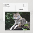 Suche nach wolf im wald postkarten Kaninchen