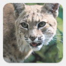 Suche nach bobcat aufkleber Tier