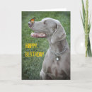 Suche nach weimaraner welpe karten Tier