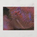 Suche nach clownfische postkarten Für alle