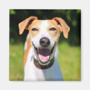 Suche nach lachende magnete Tiere