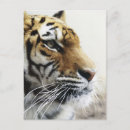 Suche nach tierkopf postkarten Wild lebende tiere