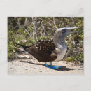 Suche nach blaue eier postkarten Vogelvogel