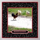 Suche nach hähne poster Hühner