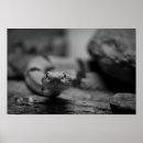 Suche nach klapperschlange poster Schlangen