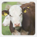 Suche nach tierköpfe aufkleber Deutschland