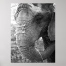 Suche nach weißer elefant poster Zoo