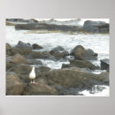 Suche nach seagull poster Ozean