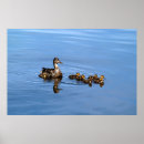 Suche nach baby enten poster Vögel