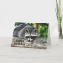 Suche nach raccoon karten Racon