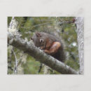 Suche nach unschärfe postkarten Wald