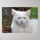 Suche nach gelbe katze poster Schön