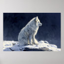 Suche nach weißer fuchs poster Tierwelt