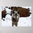 Suche nach wölfe im schnee poster Tiere