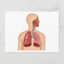 Suche nach anatomie postkarten Gesund