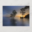 Suche nach mangrove postkarten International