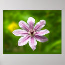 Suche nach clematis poster Quelle