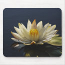 Suche nach wasser lilly Lilien