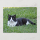 Suche nach tuxedo postkarten Schwarz weiß