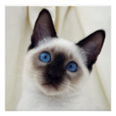 Suche nach siamesische katzen poster Schön