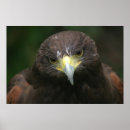 Suche nach vogelplakat Vogelvogel