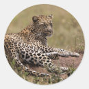 Suche nach fleischfresser aufkleber Panthera pardus