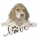 Suche nach englischer beagle Niedlich