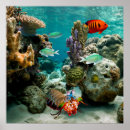 Suche nach shrimp poster Salzwasser
