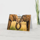 Suche nach afrikanischer elefant karten Für sie/ihn