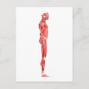 Suche nach muskelfasern postkarten Biomedizinische illustrationen