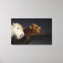 Suche nach pferdebilder leinwandbilder Bilder der pferde