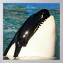 Suche nach wale poster Tiere