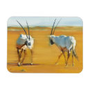 Suche nach oryx magnete Wüste