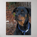 Suche nach rottweiler poster Tiere