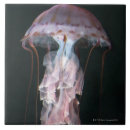 Suche nach quallen fliesen Tier