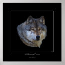 Suche nach wilder wolf poster Wildtierkunst