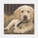 Suche nach labrador welpe magnete Retriefe
