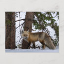Suche nach wilhelm postkarten Natur