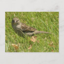 Suche nach spatz postkarten Tiere