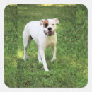 Suche nach lächelnde hunde aufkleber Fotografie