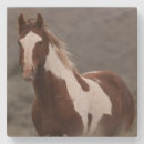 Suche nach pinto untersetzer Hengst