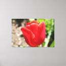 Suche nach bunte tulpen leinwandbilder Jede person