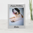 Suche nach st bernard karten Hund