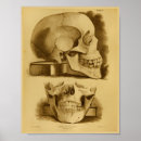 Suche nach menschlicher schädel poster Anatomisch