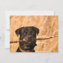 Suche nach sticken postkarten Hund