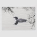 Suche nach gemeiner loon Vögel